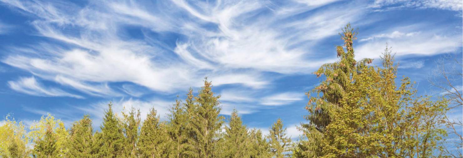 Scenic view of blue sky with clouds over a forest